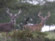 Pair of Deer