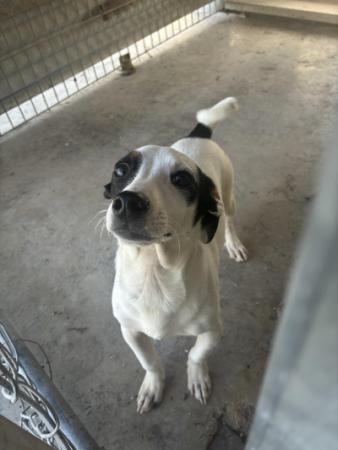 DOG TAKEN INTO THE CITY SHELTER 12/15/2025